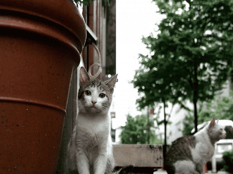 泰国试管医院破产(例假几天可以试管)
